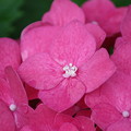 開花