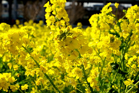 DSC08873a
