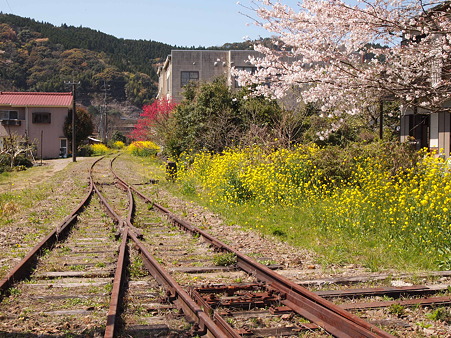 2012 桜 延岡