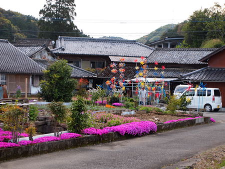 シバザクラ