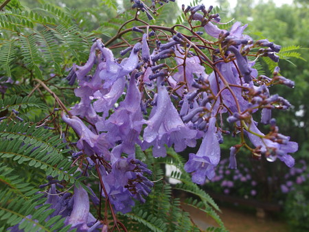 P6142951