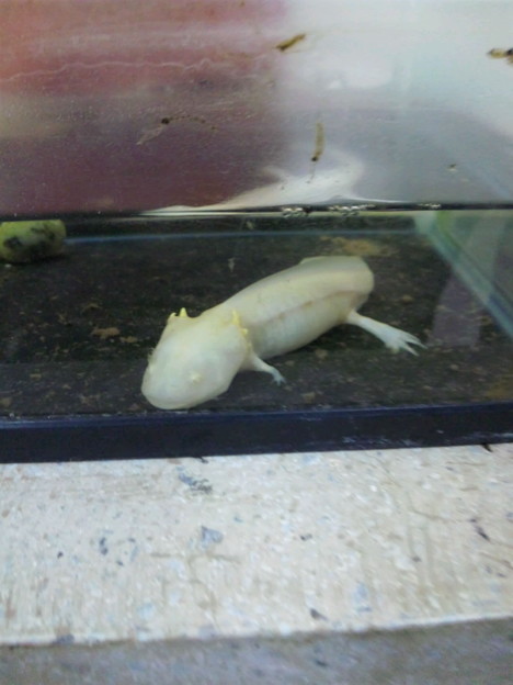 ウーパールーパー 寝てた 写真共有サイト フォト蔵