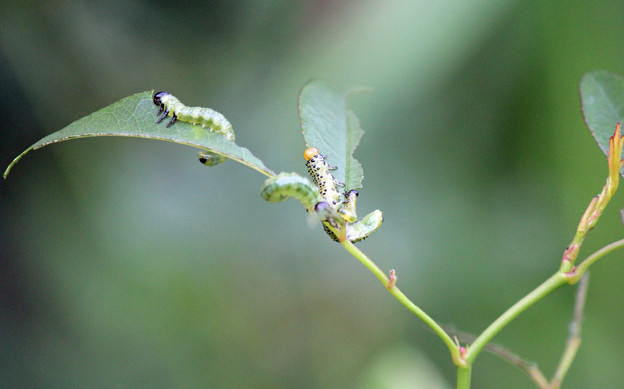 チュウレンジバチの幼虫たち モッコウバラの新芽に Trang Chia Sẻ ảnh Photozou