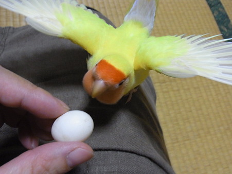 たまごキライ?2