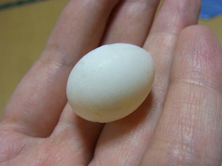 小桜インコのたまご