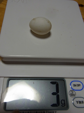 二個目に産んだたまご