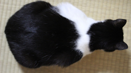 でぶっ