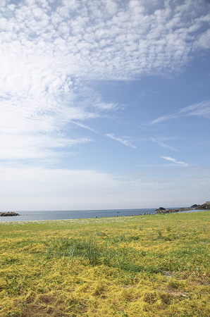 菜のように色づく浜に