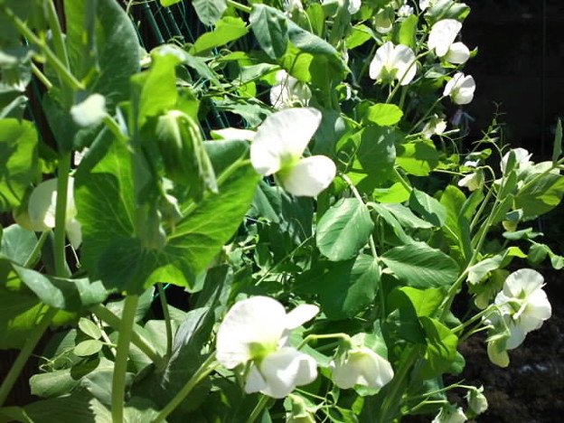 えんどう豆が白い花をつけて 写真共有サイト フォト蔵