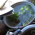 部屋で放したら水面飛んで無事着地。（キアゲハ飼育）