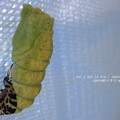 下まで脱いだら（キアゲハ飼育）