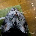 以上。脱皮でした。（キアゲハ飼育）