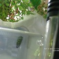 2号は裏でひっそりと。（キアゲハ飼育）