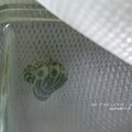 蛹化準備の糸張り。2（キアゲハ飼育）
