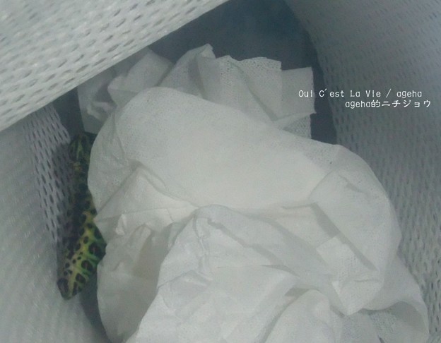 どうどすか？（糸の切れたキアゲハ飼育）