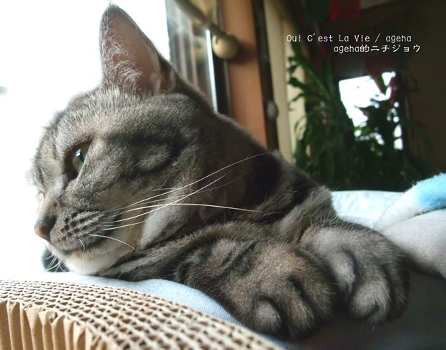 あちい…。（2015夏）