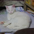 2015年08月16日のシロちゃん(メス２歳)