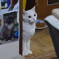 2015年08月17日のシロちゃん(２歳)
