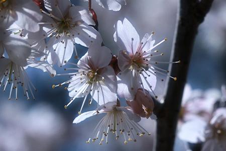 逆光の桜
