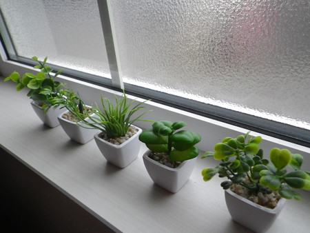 デスクトップガーデン【観葉植物】横顔