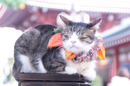 浅草ほおずき市2015 ほおずきにゃんこの寝顔