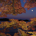 松島の紅葉月