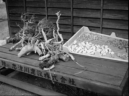 Image0274（MAMIYA M645）