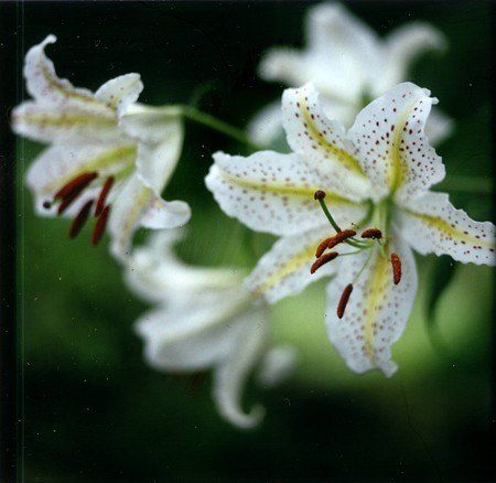 Image0282(MAMIYA RB67)