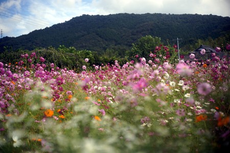 DSC01374