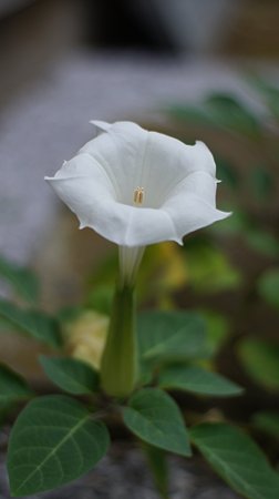 DSC00761