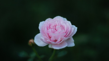 DSC00704