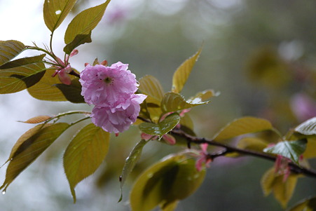 花。