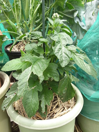 ペピーノの栽培方法☆ポイント（挿し芽） | 暇人主婦の家庭菜園 - 楽天