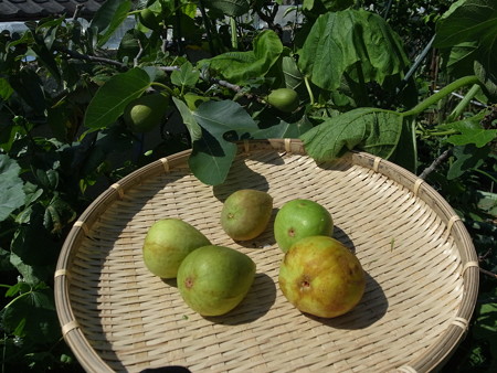 イチジクの育て方 摘果から収穫時期までの管理方法 暇人主婦の家庭菜園 楽天ブログ