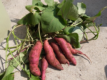 サツマイモ栽培 収穫時期は 食べ頃は 保存方法は 暇人主婦の家庭菜園 楽天ブログ