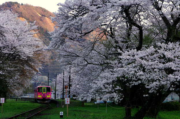 樽見鉄道 桜の谷汲口駅 5 写真共有サイト フォト蔵