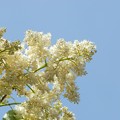 Japanese Tree Lilac I 6-27-15