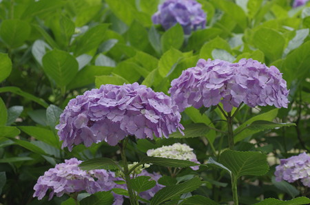 倉敷市種松山の紫陽花