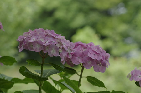 倉敷市種松山の紫陽花