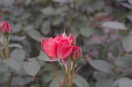 種松山公園の赤いバラ