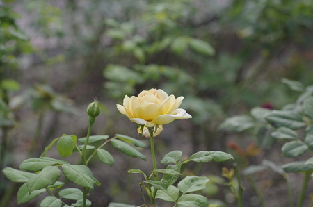 半田山植物園のバラ　ゴールデン・セレブレーション