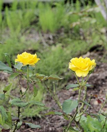 半田山植物園のバラ　ヘンリーフォンダ