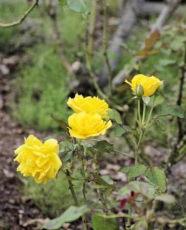 半田山植物園のバラ　ヘンリーフォンダ