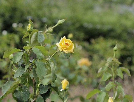 半田山植物園のバラ　マルコ