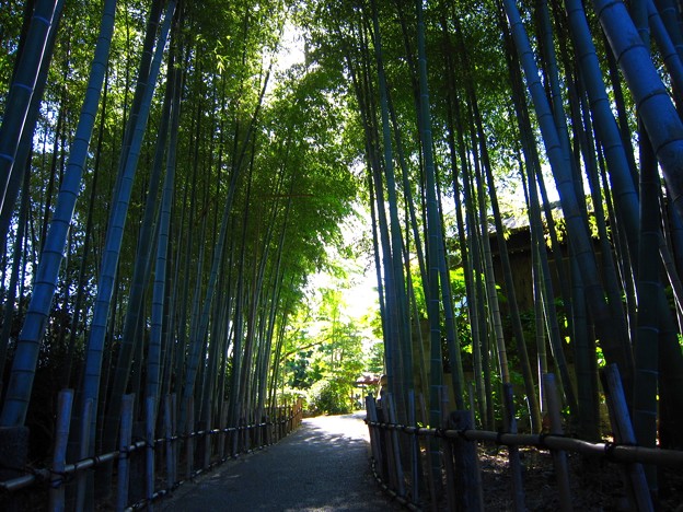 無量寿寺竹林