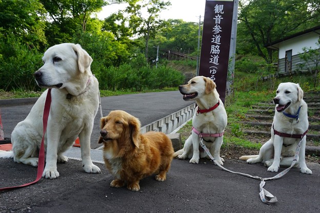 花の丘へ