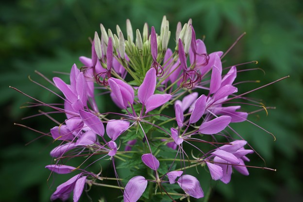 庭の花