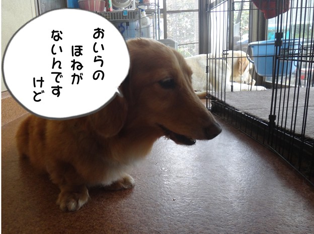 お土産