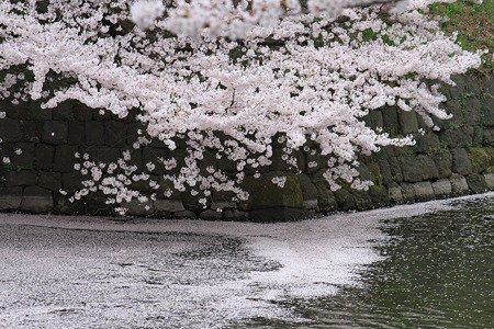 水面いっぱいに…