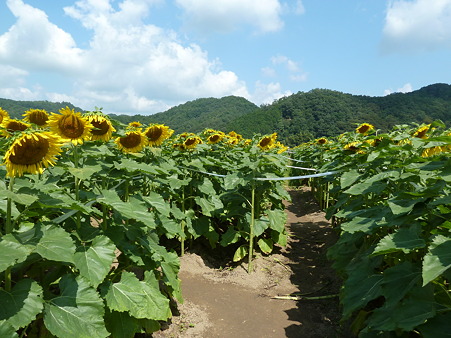 佐用ひまわり2011 021